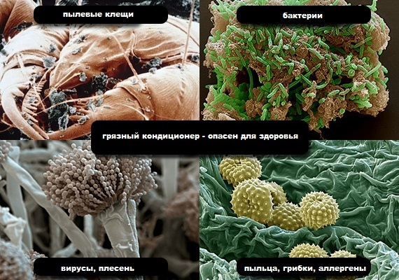 микроб